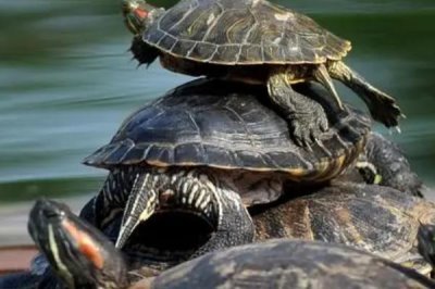 乌龟的正确饲养方法,首先要挑选健康的乌龟