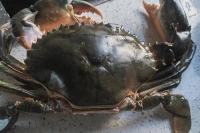 青蟹保存方法,可水养或冷藏