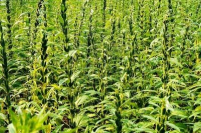 如何提高芝麻的产量,首先要选择优良品种