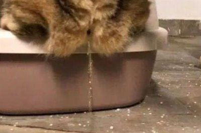 猫咪慢性肝炎是什么,是肝脏长期发炎的形成的一种病症