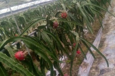 种植火龙果需要什么条件,要使用深厚、肥沃、疏松的土壤