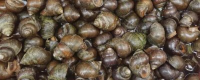 田螺是什么动物,是田螺科软体动物的统称