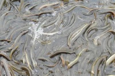 优质泥鳅品种,真泥鳅最为常见