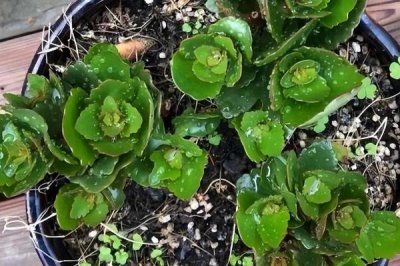 长寿花夏天可以扦插吗，长寿花在夏天可以扦插