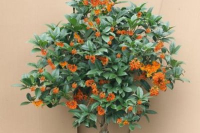 盆栽丹桂的养殖方法,抽梢时可施1-2次氮肥