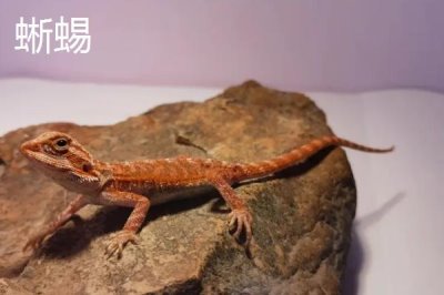 壁虎属于卵生还是胎生动物,大多数品种均为卵生