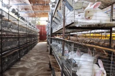 獭兔养殖的前期准备,选址很关键