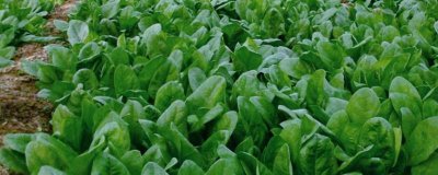 越冬菠菜什么时候种植，可在平均气温在17-19℃时播种