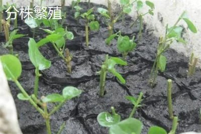 茉莉的繁殖方法，可扦插，亦可压条