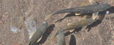 富贵斑的主要产地，主产于欧洲和我国新疆额尔齐斯河水系