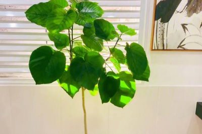 倒心形叶子植物有哪些，常见的有四叶草、心叶桉、心叶球兰等