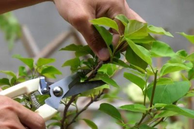 三角梅冬季什么时候修剪，在每年的十一月份进行