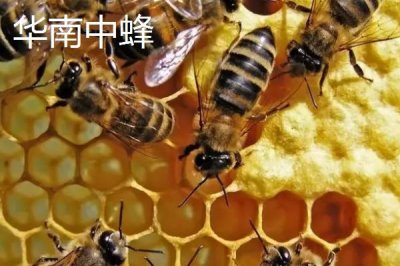 广东适合养什么中蜂,根据需求选择品种