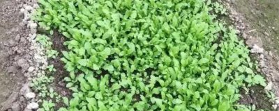 种植野菜的利润，因品种、产量等条件而异