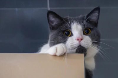 猫咪黑下巴怎么治，可涂抹含有氧氟沙星等成分的药物