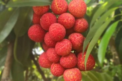 御金球荔枝品种的特性,生长势较强且裂果率低