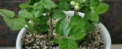 茉莉枝条怎么扦插，斜切枝条再插入土壤中可增加吸水面积