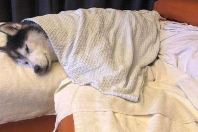 狗狗感冒恢复护理方法，一定要注意给狗狗保暖