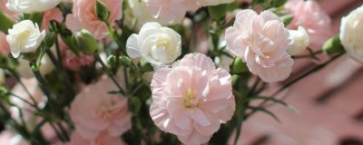 康乃馨的花语，寓意母爱之情、尊敬之情等
