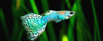 孔雀鱼上浮的原因,可能是缺氧或烂鳃病导致的