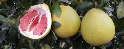 红肉蜜柚的施肥方法,可土壤施肥或根外追肥