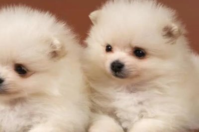 小狗拉稀带血的原因,首先要考虑的是否感染了传染病