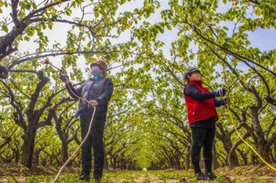 果树卷叶的原因，主要是缺少营养导致