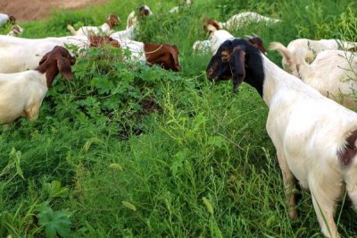 种草养羊有哪些问题较常见,产量和存储问题需费心