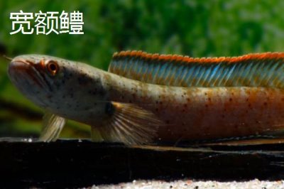 黑鱼有哪些品种，是常见的肉食性淡水鱼类