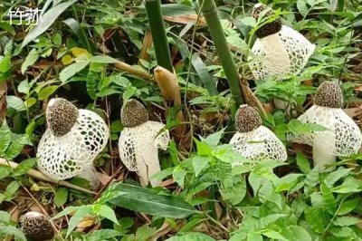 食用菌的种植市场,在我国市场需求大