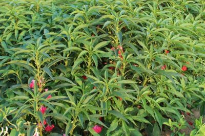 急性子的种植方法,可在春季和夏季播种