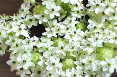 天鹅绒花的养殖方法,选择肥沃、疏松的酸性土壤