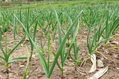 大蒜不出蒜苔的原因，可能是品种原因或缺乏养分所致