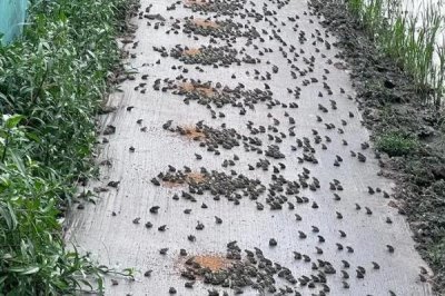 黑斑蛙怎么养殖，先饲喂鲜活诱饵再过渡至人工饲料