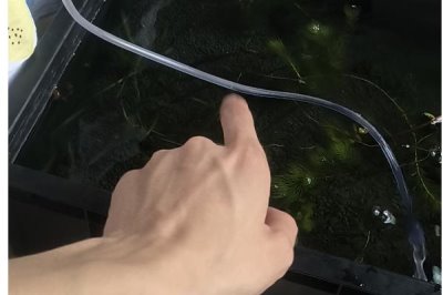 养金鱼的技巧,定期消毒可降低患病几率