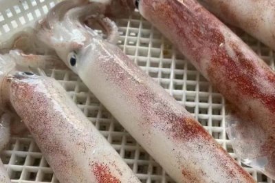 鱿鱼母和鱿鱼的区别,鱿鱼母就是雌性鱿鱼