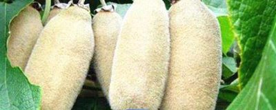 农村栽什么果树赚钱，推荐种植白猕猴桃、蓝莓等