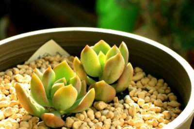 怎么把黄丽养成老桩，要充分晒光并做好浇水施肥工作