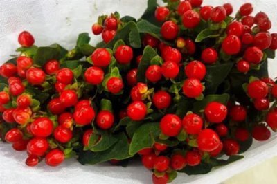 红果金丝桃的花语，寓意娇媚诱惑、迷信等