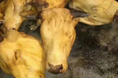 牛头去毛的正确方法,首先要用70℃的水浸泡