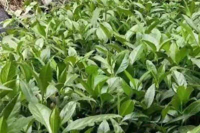 哪里卖草珊瑚种子,种子店和花木市场一般会有售卖