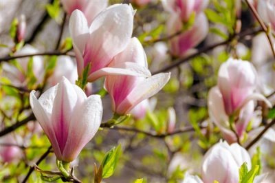 玉兰花的寓意，寓意忠贞爱情、知恩图报等
