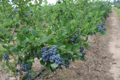 蓝莓亩产多少斤,通常为1500斤左右/亩