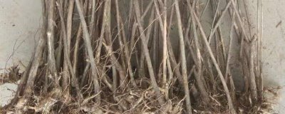 杈杷果苗的价格,各地区的售价有差异