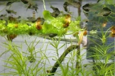 凤尾鱼的养殖方法，水温控制在18-25度左右合适