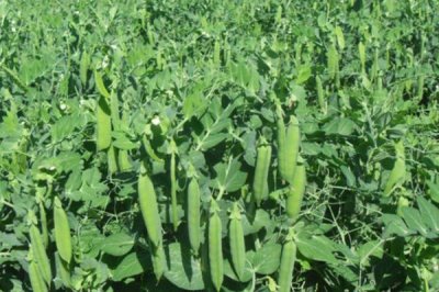 豌豆在我国的产地，主产于江西、四川、河南等省份