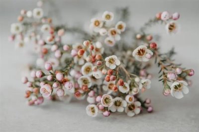 蜡花的花语，寓意刚强坚毅、忠贞不渝等