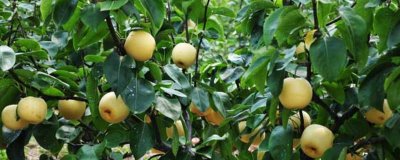 梨在我国的种植历史有多少年，至少有3000年以上的栽培历史