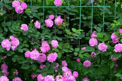 野蔷薇老杆如何扦插,尽可能在冬季或早春期间进行