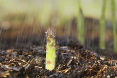 白芦笋变色是什么原因，主要是栽培管理不当导致的